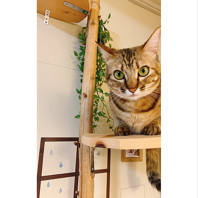 harukaさんの実例写真