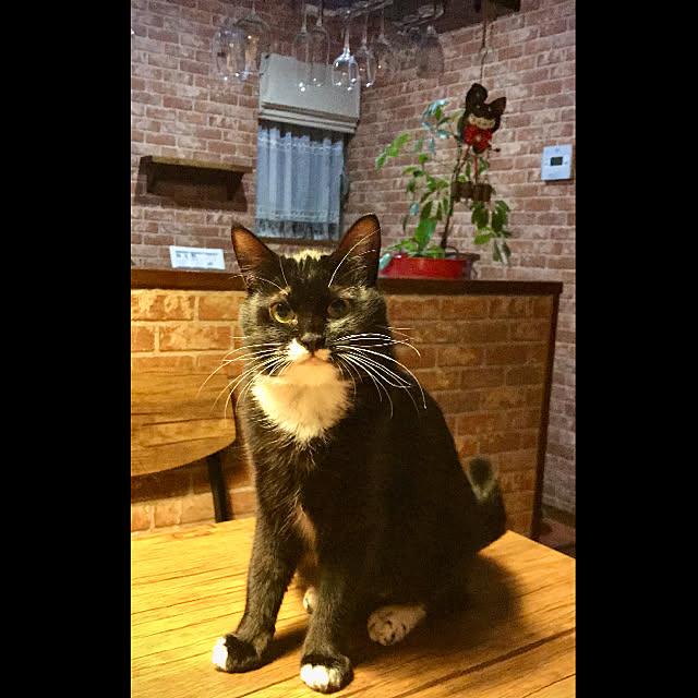 butachanさんの実例写真