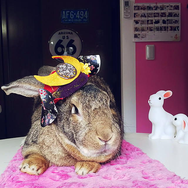 Mikaさんの実例写真
