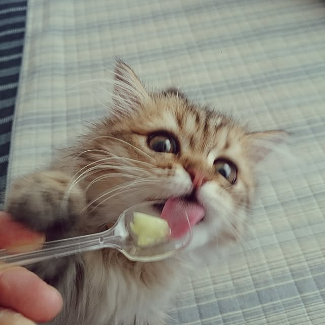 hanaさんの実例写真