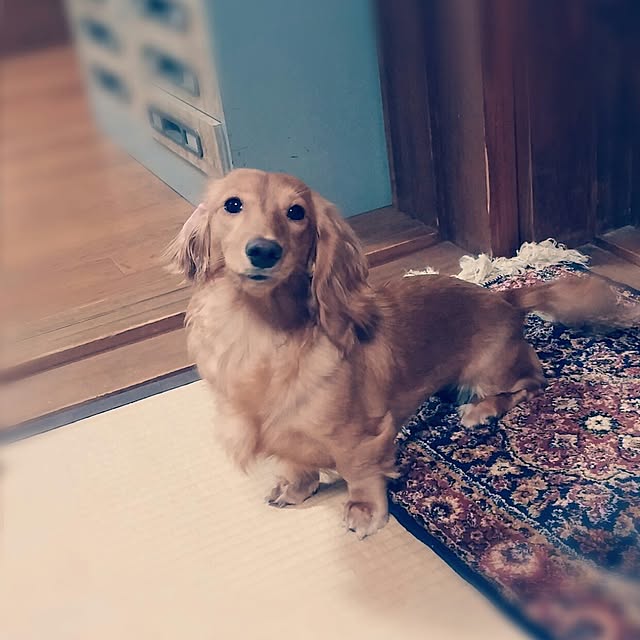kanchanさんの実例写真