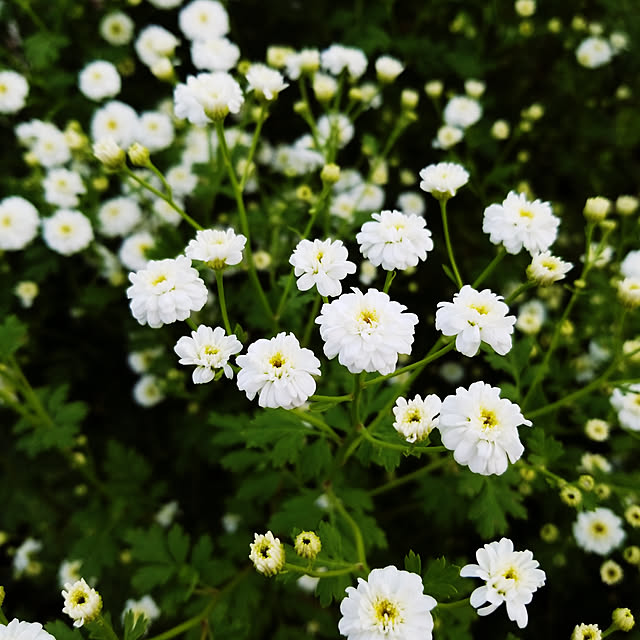 miyukiさんの実例写真