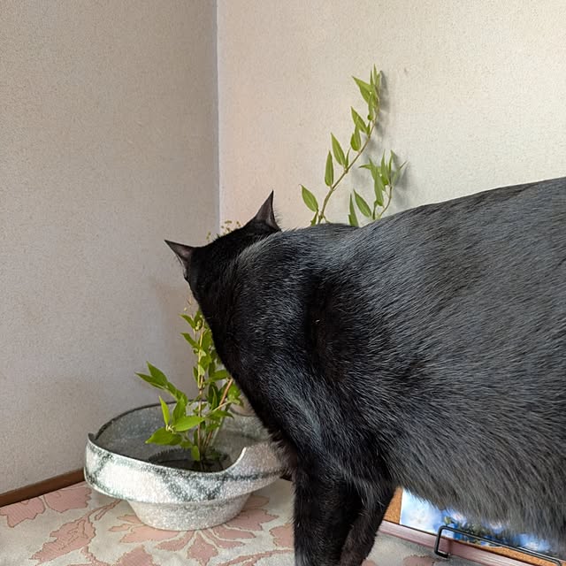 asaさんの部屋