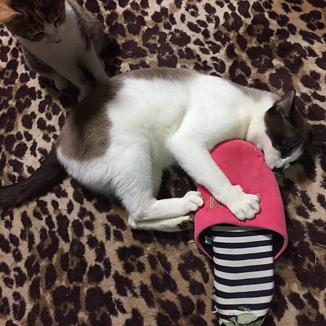 vivienne.coco-keiさんの実例写真