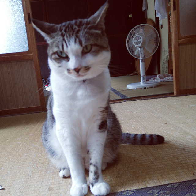 SYOUGUNさんの実例写真