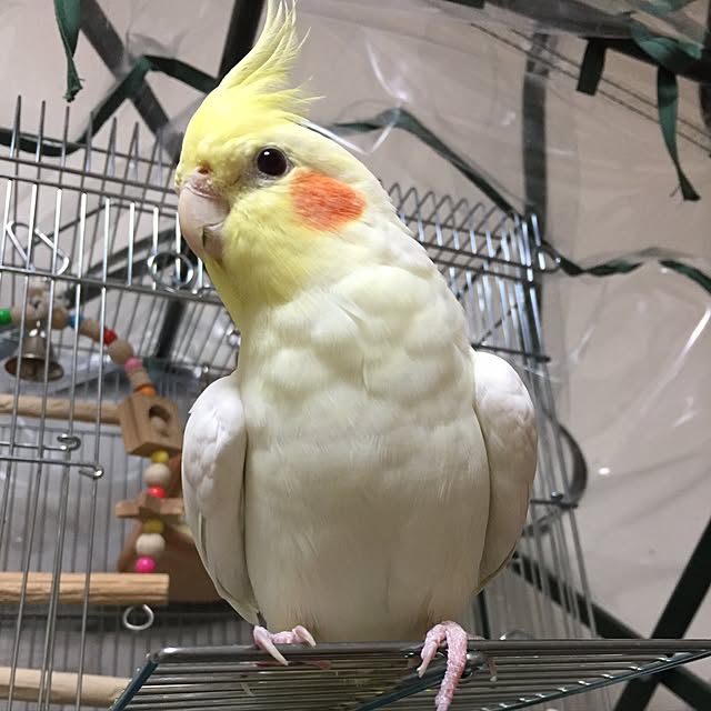 toratanさんの実例写真