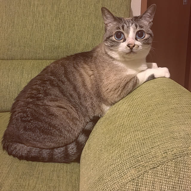 pppさんの実例写真