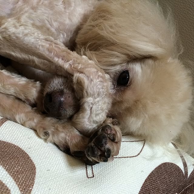 sa_miさんの実例写真