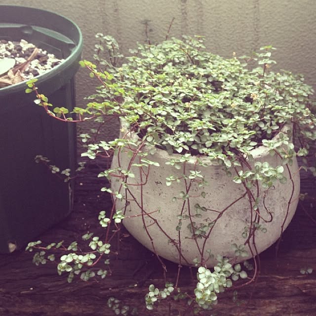 Bobさんの実例写真