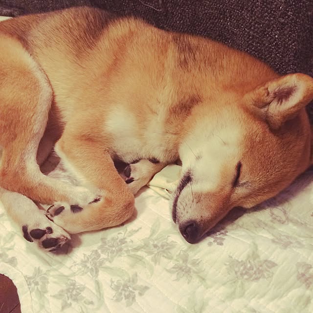 umeさんの実例写真