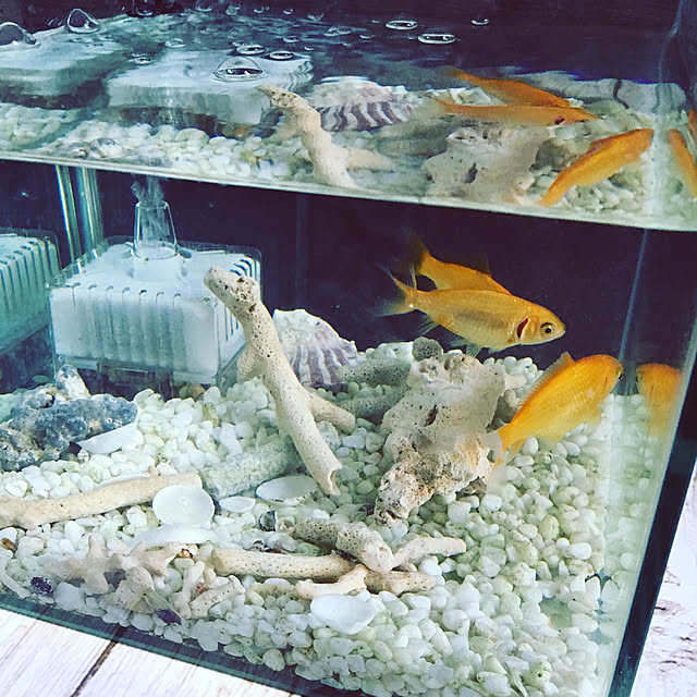 Risaさんの実例写真