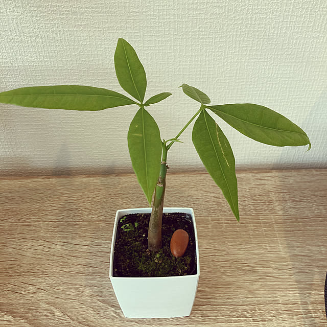 観葉植物/机のインテリア実例 - 2021-05-30 15:07:42