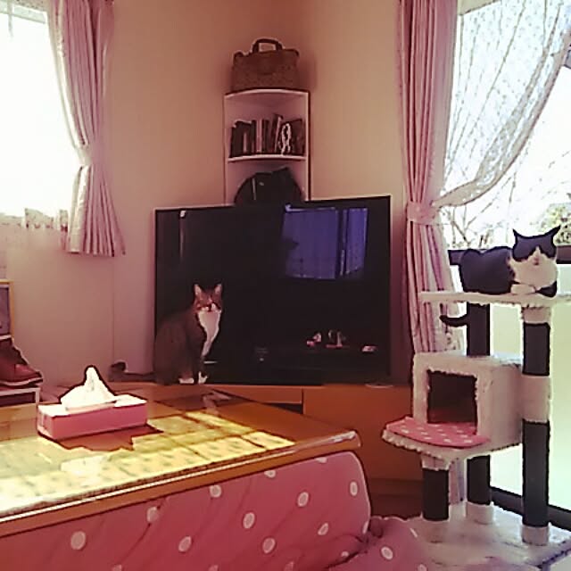 Kittyさんの実例写真