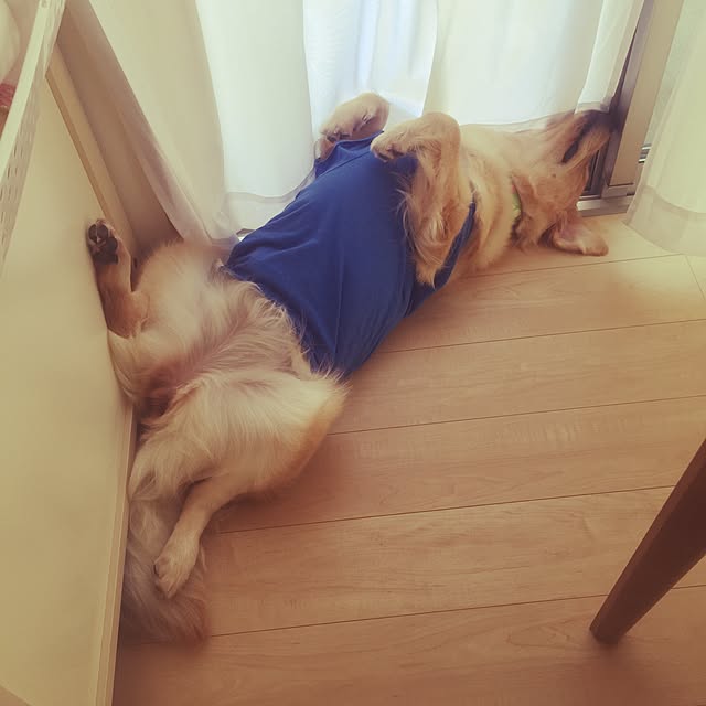 Kazueさんの実例写真