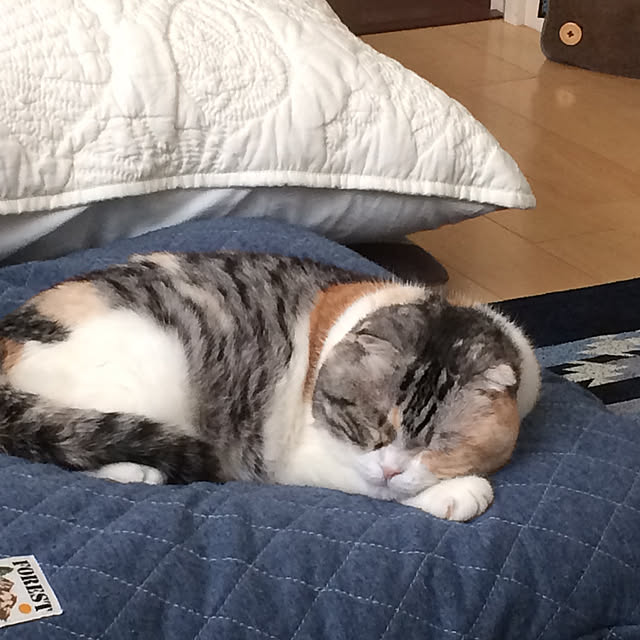 Yurikoさんの実例写真