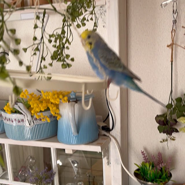 Atsukoさんの部屋