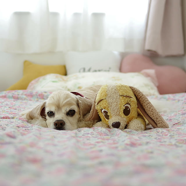Shooowkoさんの実例写真