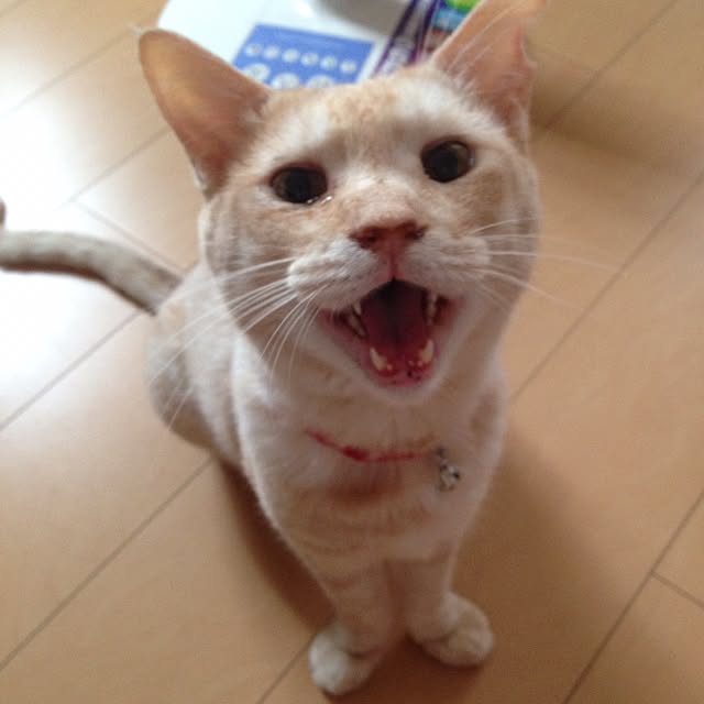 Hecacoさんの実例写真