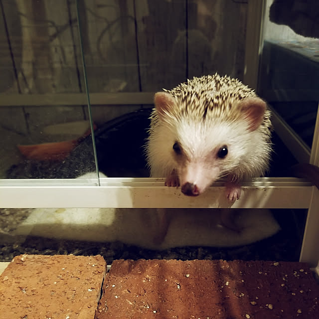 MINIさんの実例写真