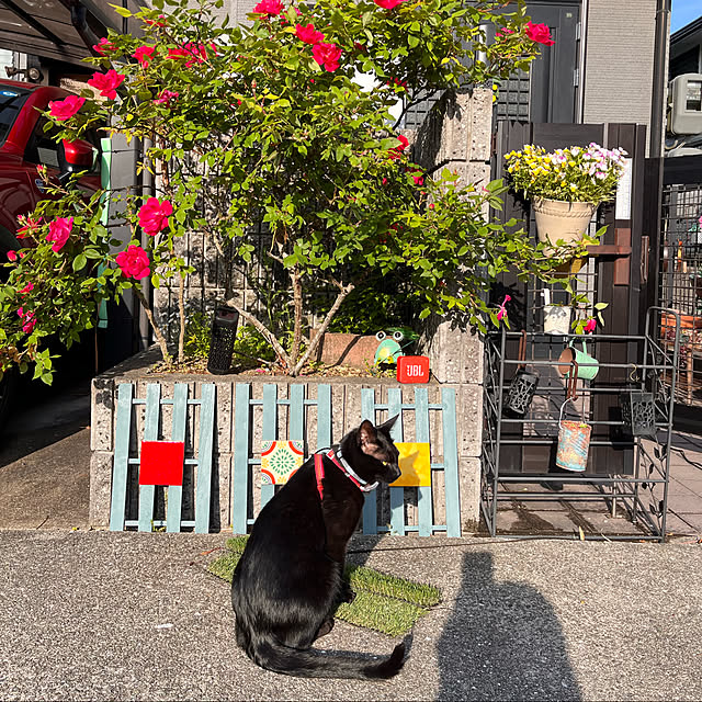 jijiさんの実例写真