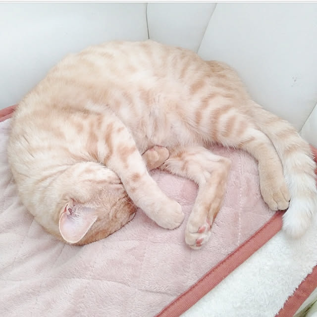heart.emiemi57.whiteさんの実例写真