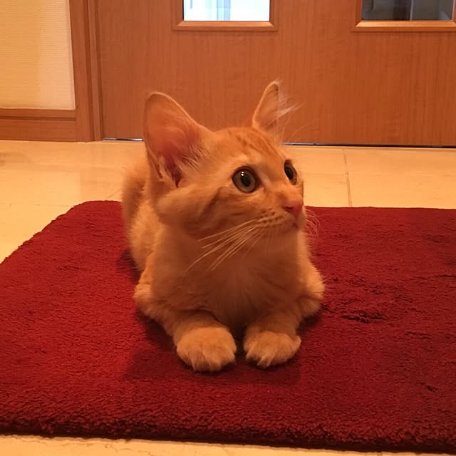 Ryokoさんの実例写真