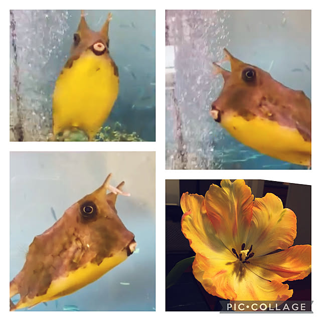 happy-sachiさんの実例写真