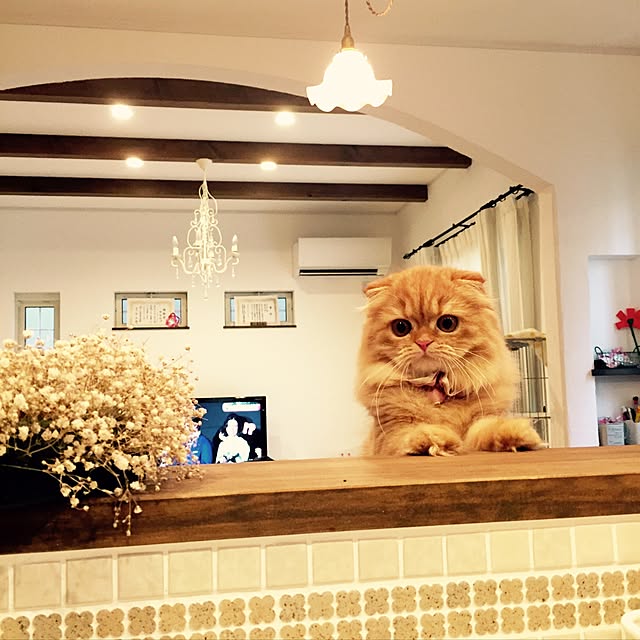 chiiさんの実例写真