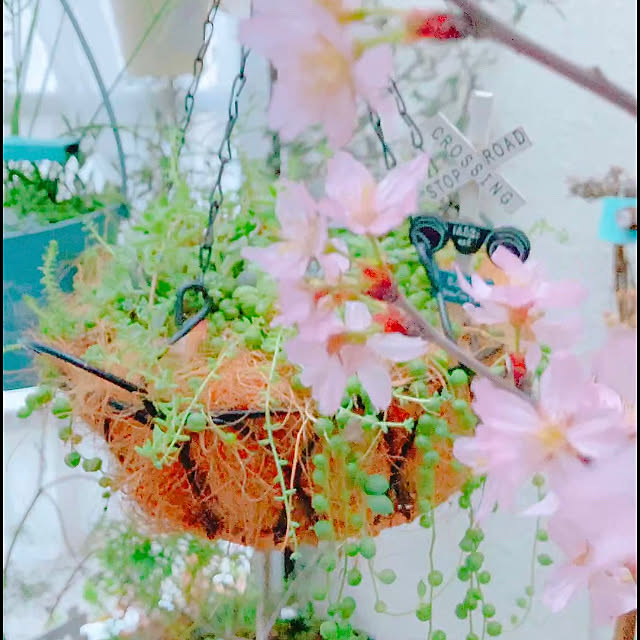 Hanakaさんの実例写真