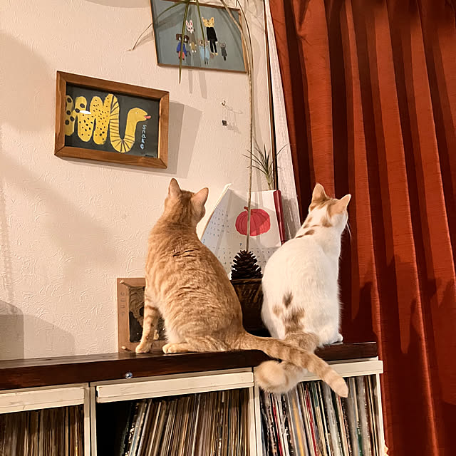 tomorinさんの実例写真