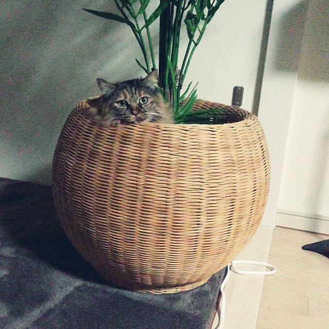nekomajinさんの実例写真