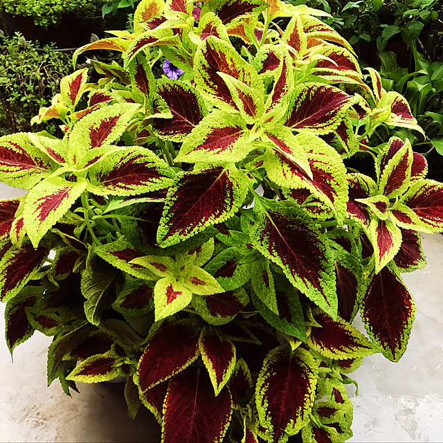 fuyiqian1026さんの実例写真