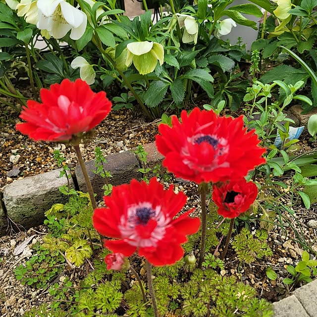 VIORAさんの実例写真