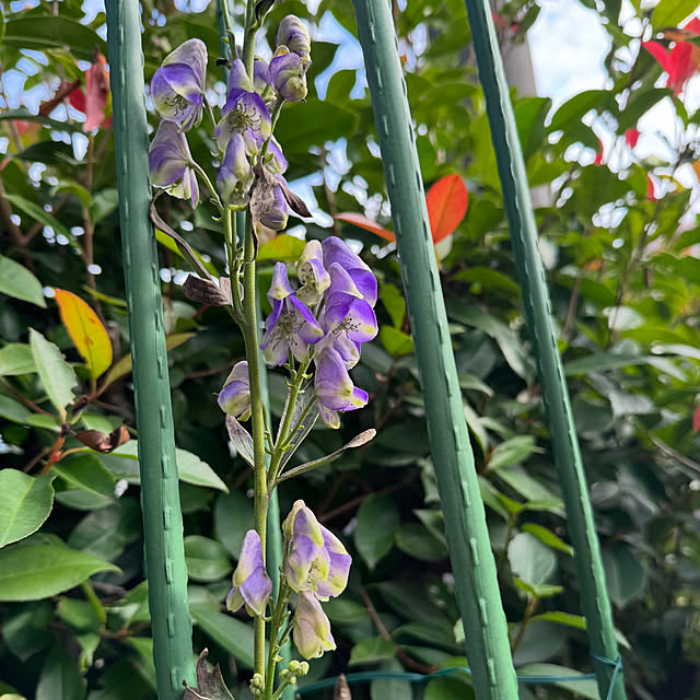 mamizaさんの部屋