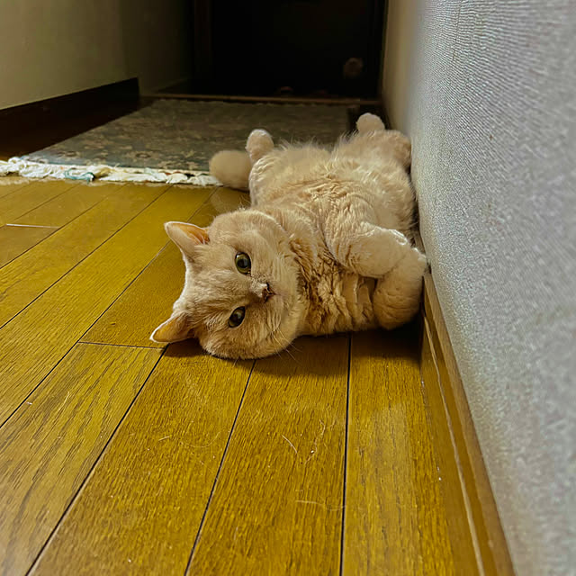 naokoさんの実例写真