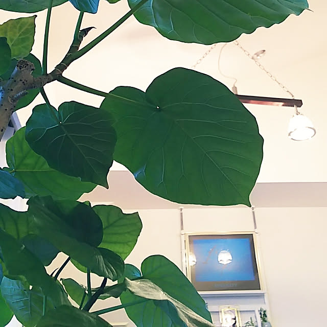 Yoshi55goさんの実例写真