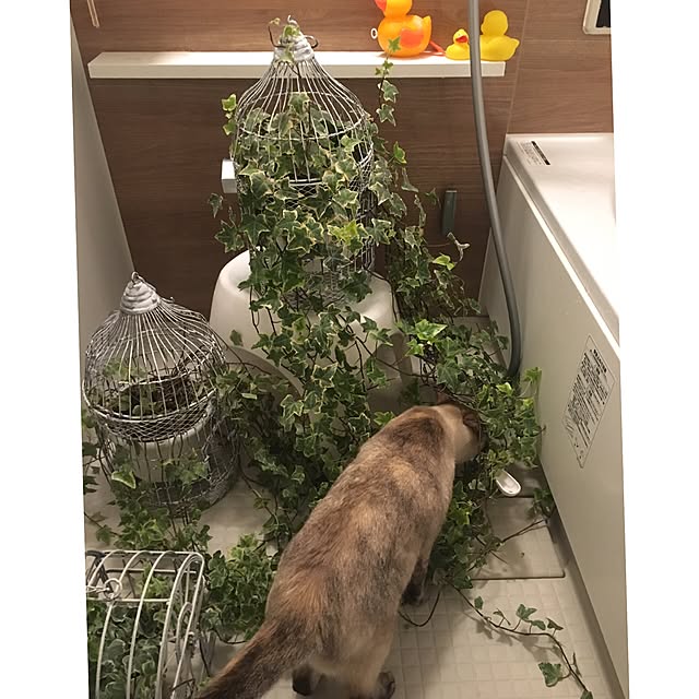 noelさんの実例写真