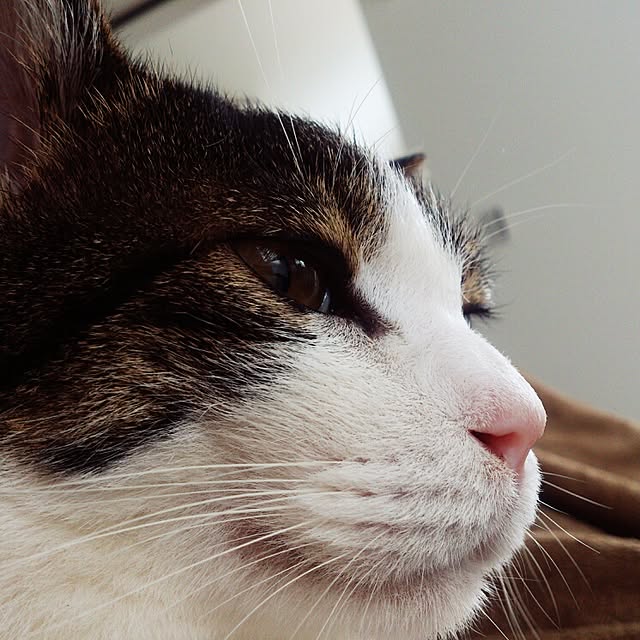 minkokoさんの実例写真