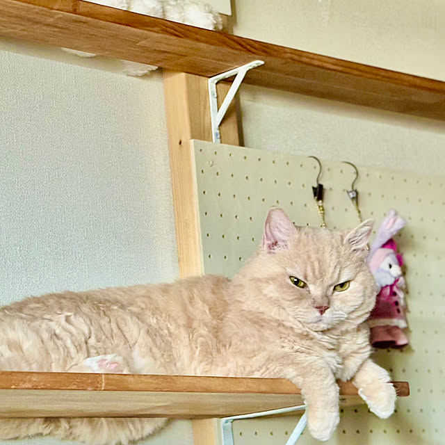 naokoさんの部屋
