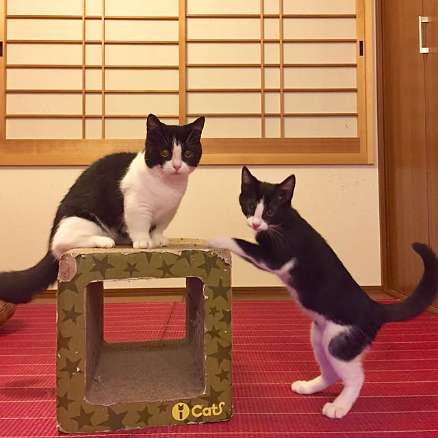 butachanさんの実例写真