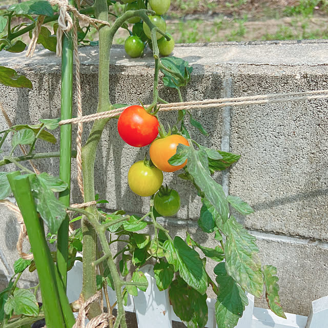 fumofumoさんの実例写真