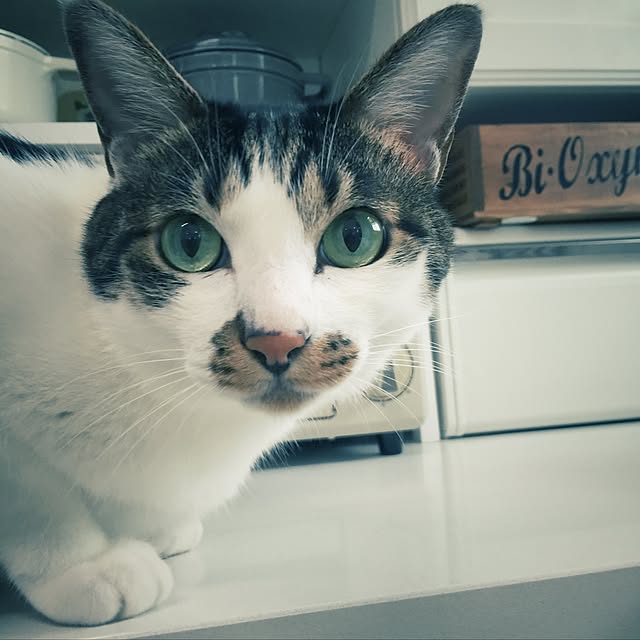 yuchiさんの実例写真