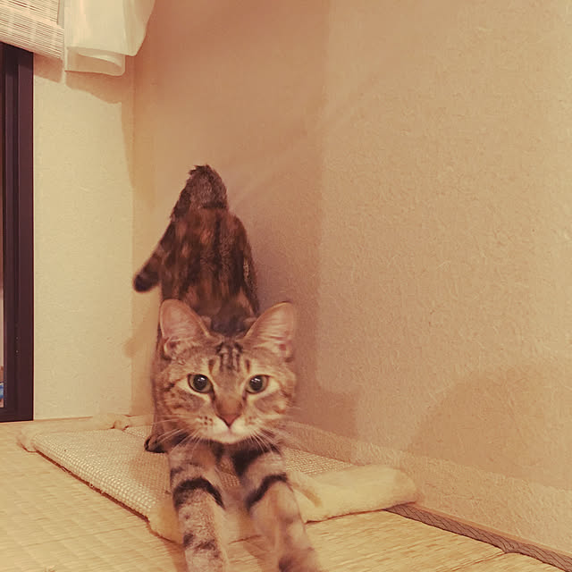 nomu2さんの実例写真