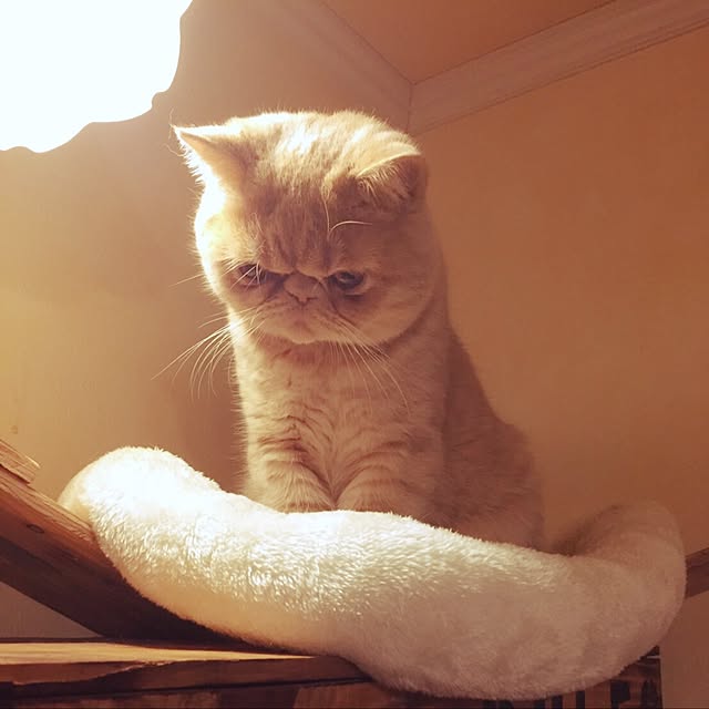 anmituさんの実例写真