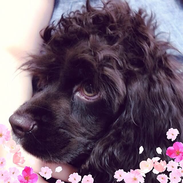 gomachanさんの実例写真
