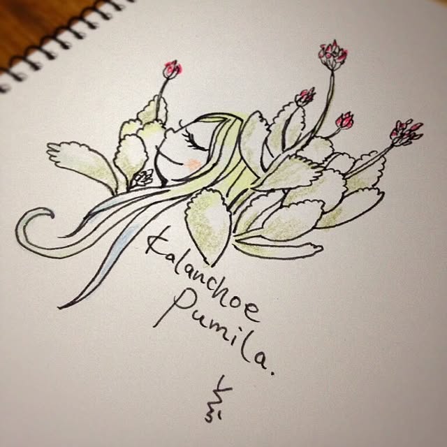 daydreamさんの実例写真