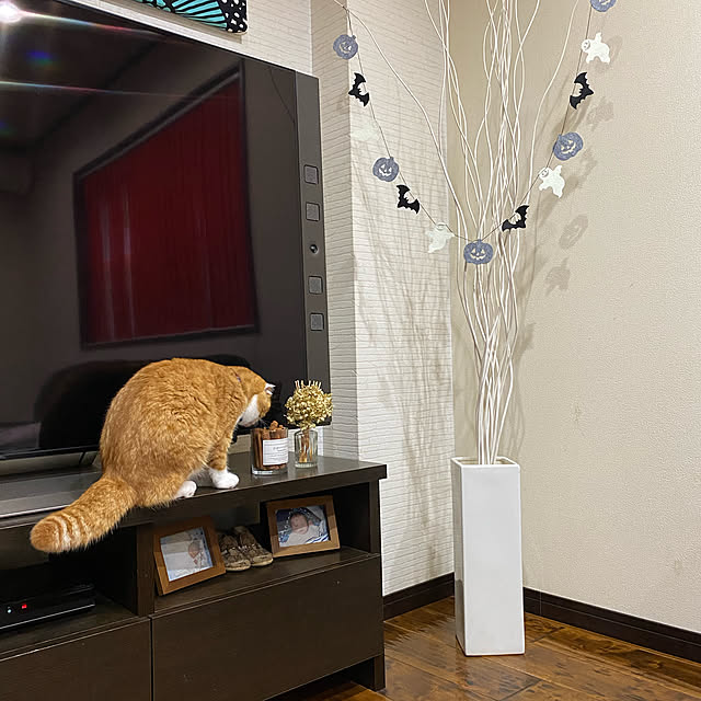 shizzzさんの実例写真