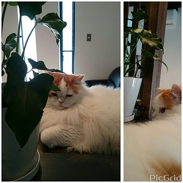 1ldksさんの実例写真