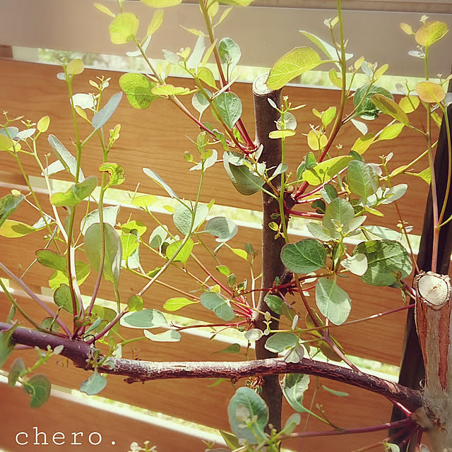 chero.さんの実例写真
