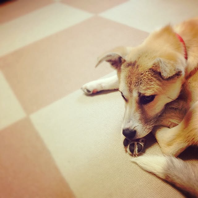 Mayumiさんの実例写真